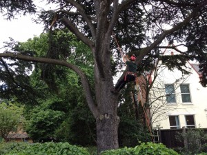 man cutting down tree