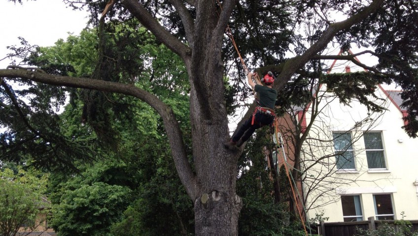 man cutting down tree