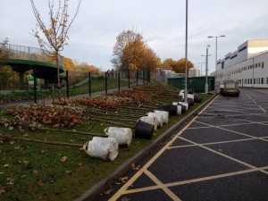 trees laying on their side