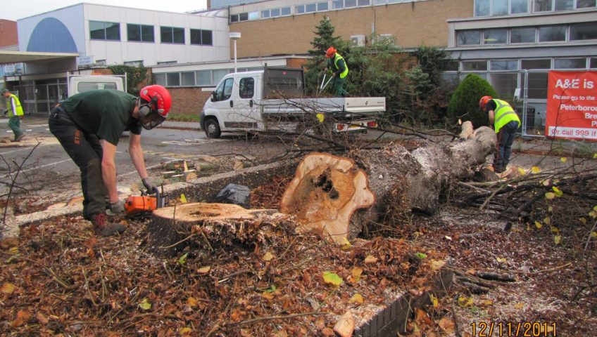 Tree surgery in Stamford and Spalding