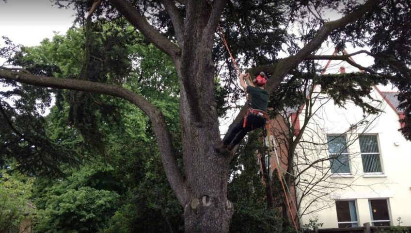 tree being cut down