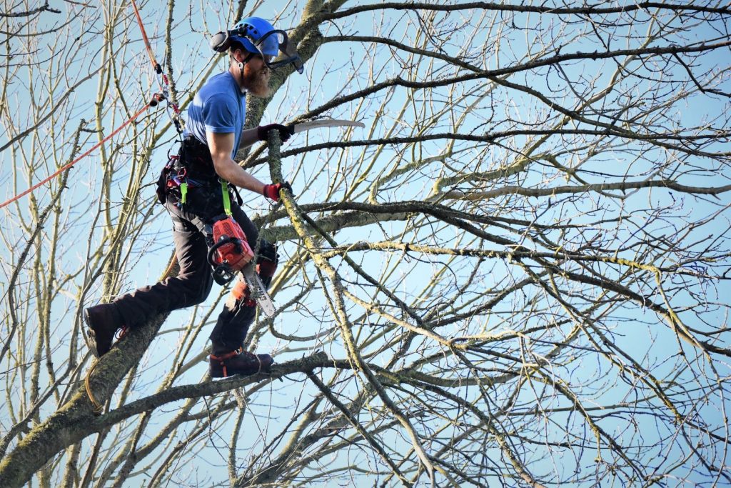 Tree Arborist Arborist for Tree Surgery