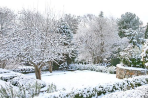 snowy garden