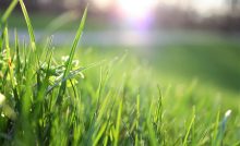 Photo of a lawn.