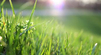 An Introductory Guide to Grounds Maintenance