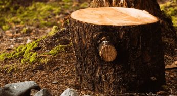 How a Tree Stump and Removal Service Removes the Risk of Pests