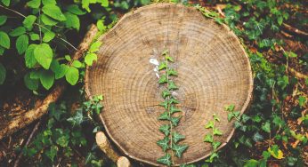 Why Ignoring Tree Stumps Could Cost You More Than You Think