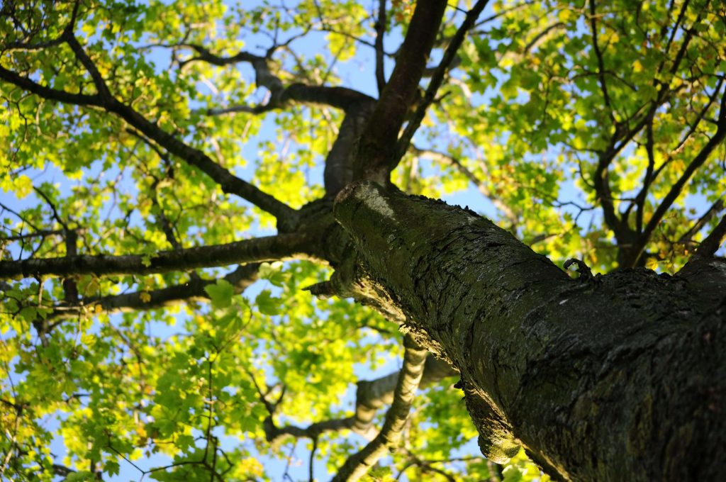 tree thriving after tree inspection